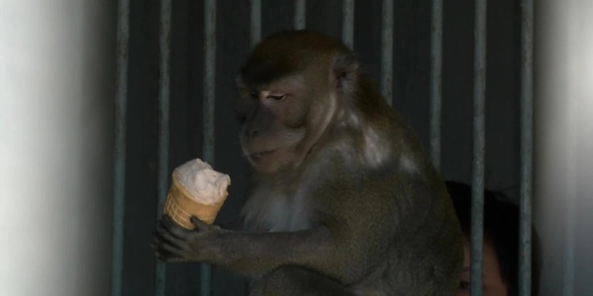 Кадр из видео