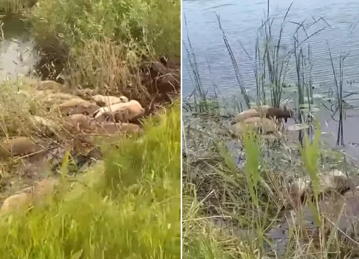 Кадр из видео