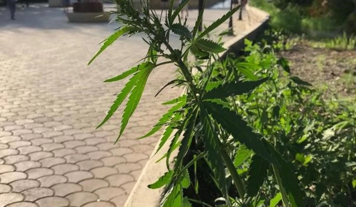 Фото: Петропавловск News