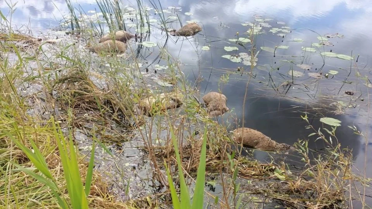 Фото: пресс-служба Минэкологии