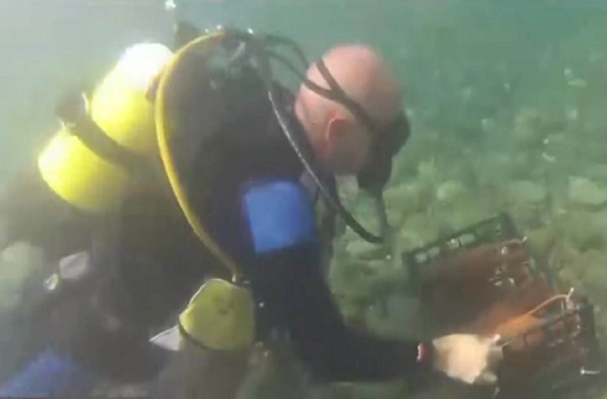 Кадр из видео