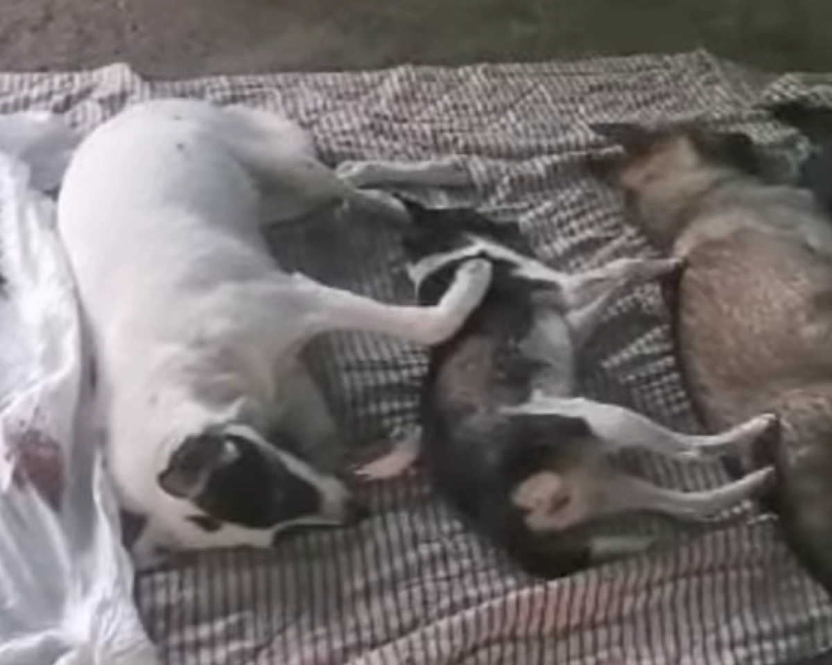 Кадр из видео