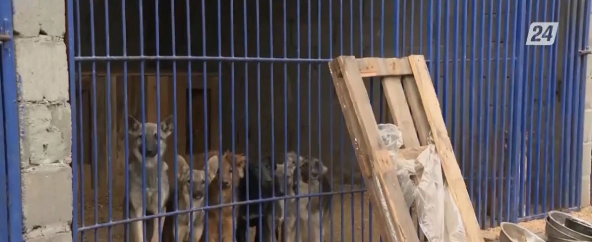 Кадр из видео