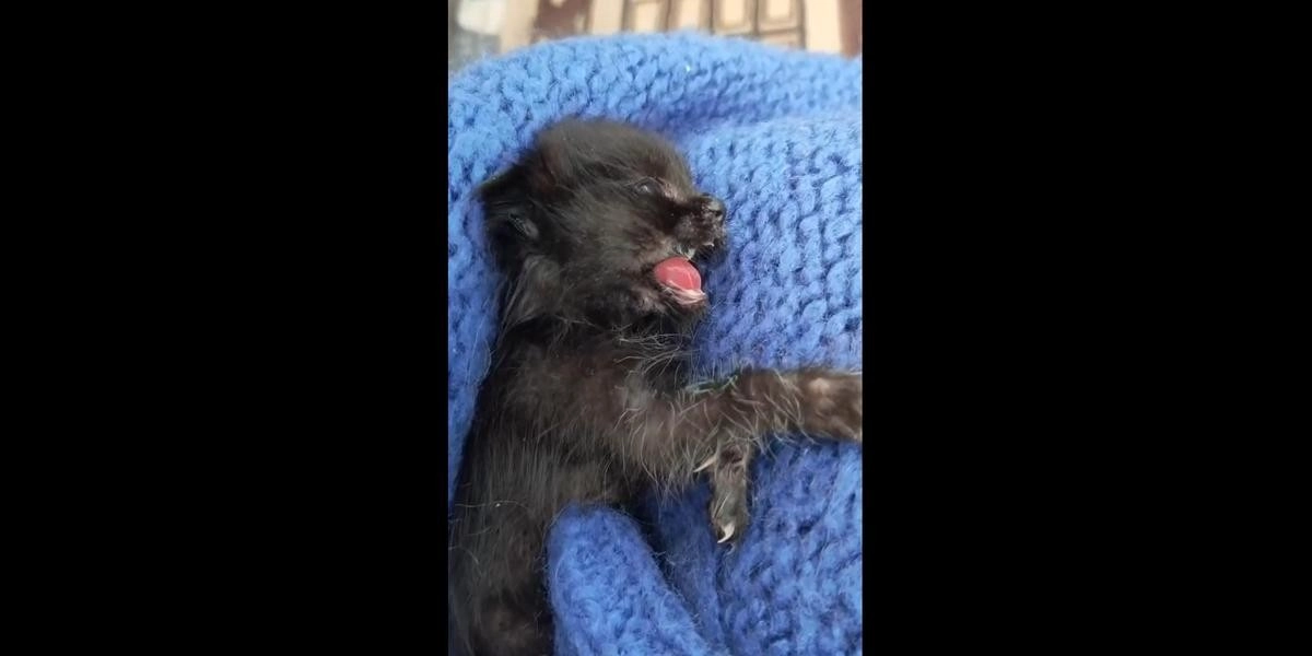 Кадр из видео