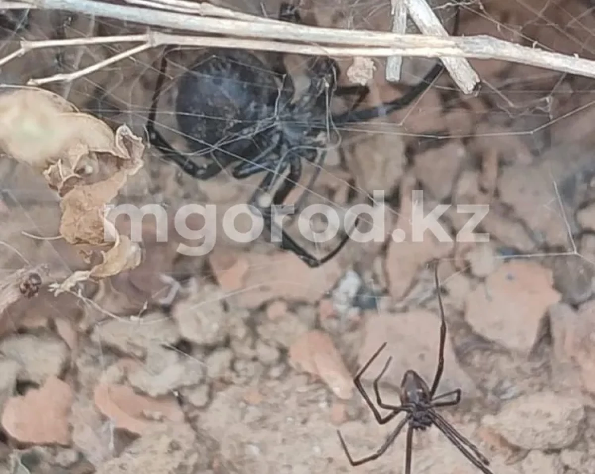 Фото очевидцев