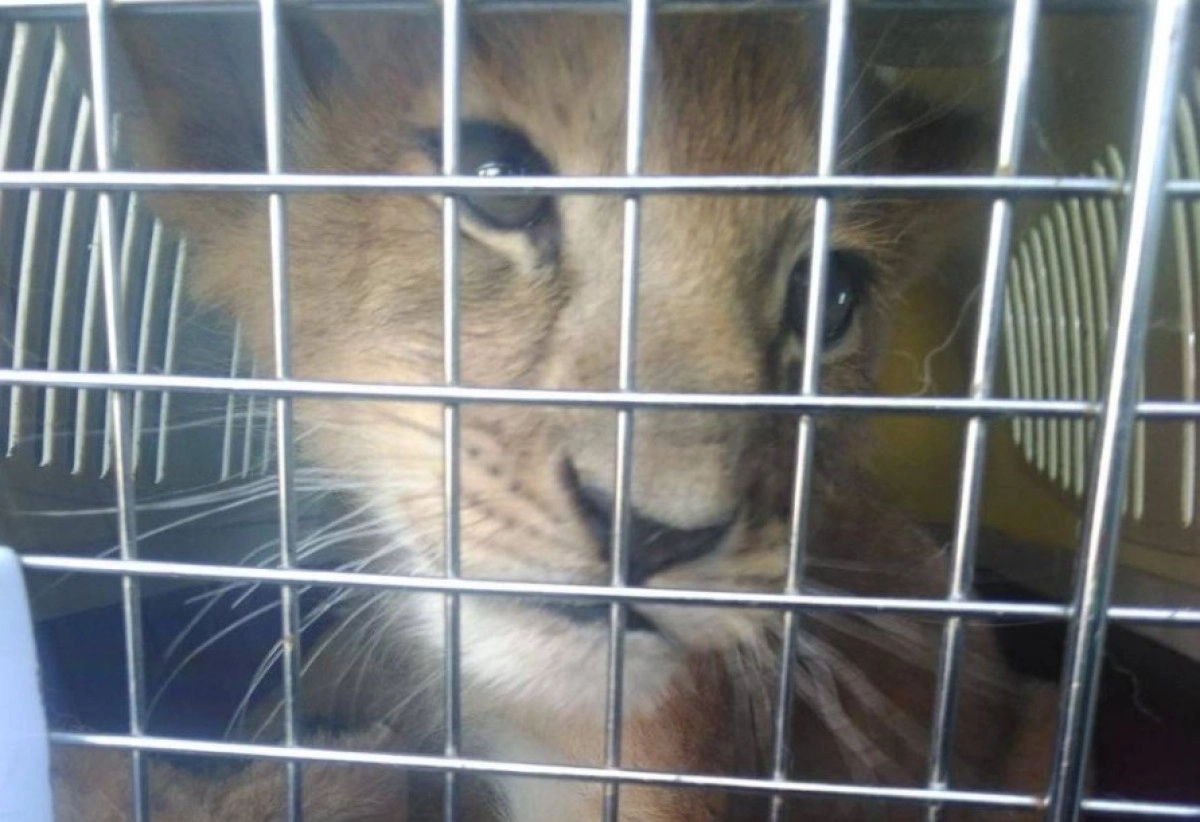 Фото: ФТС России