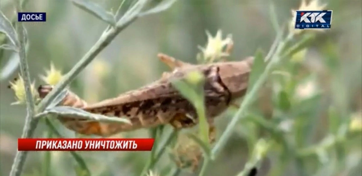 Кадр из видео