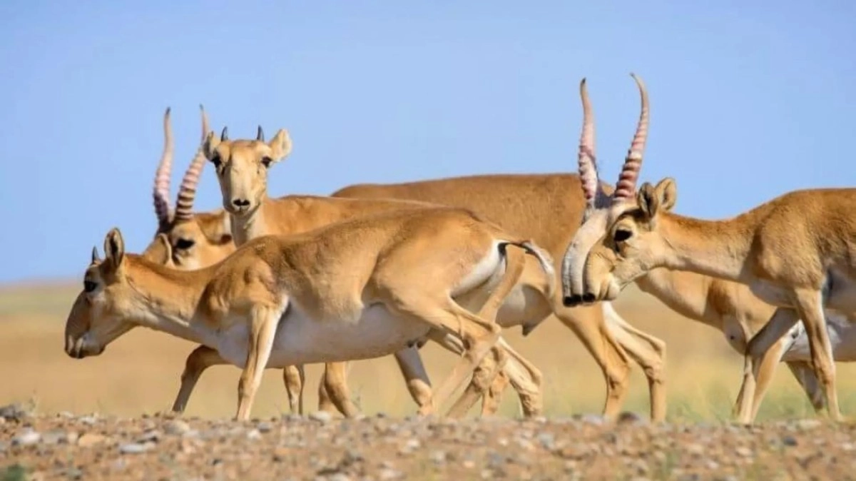 Фото: пресс-служба министерства экологии и природных ресурсов РК