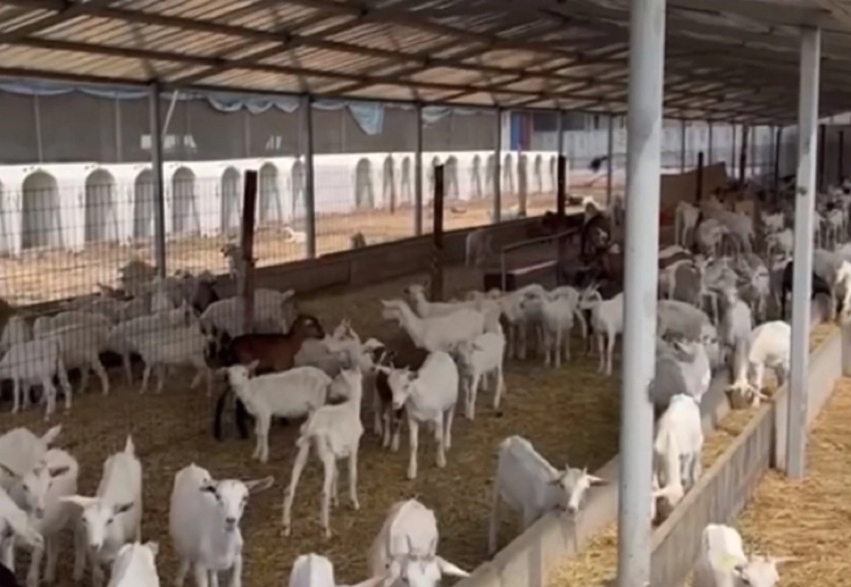 Кадр из видео