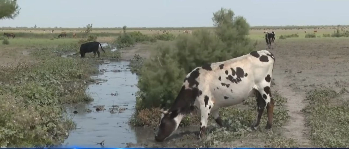 Кадр из видео