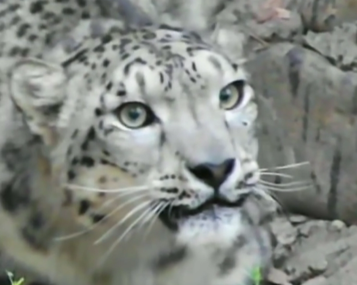 Кадр из видео