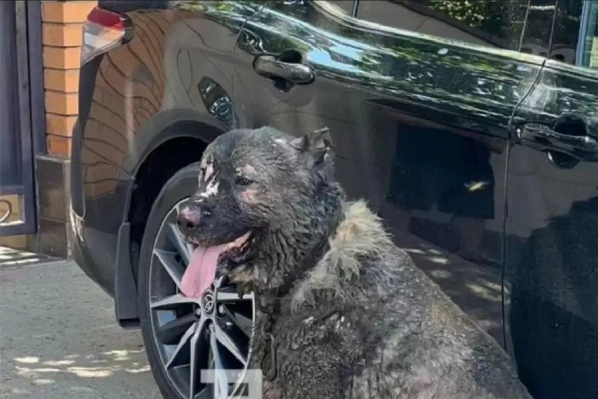 Фото: t.me/astanovka98