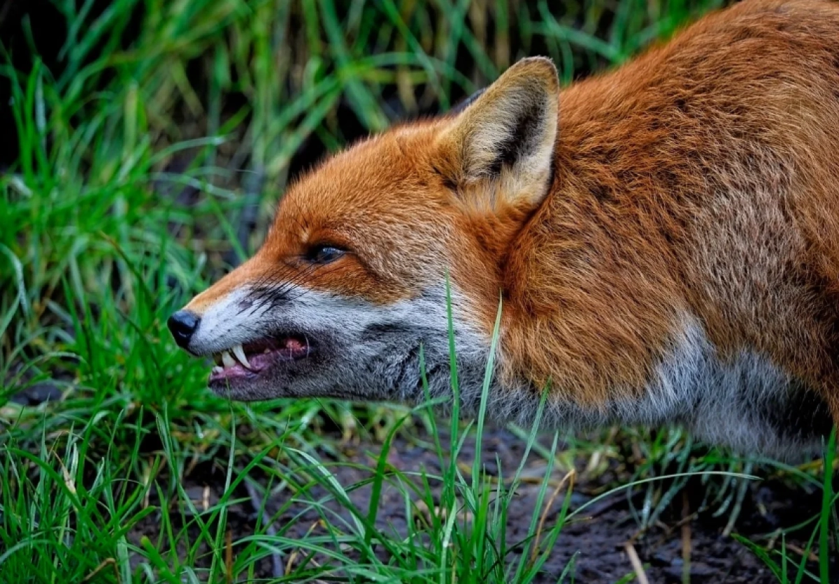 Фото: pixabay.com