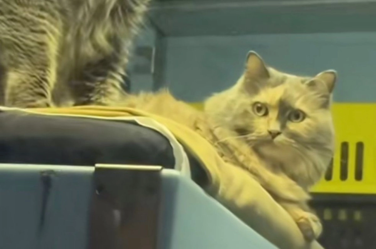 Фото: кадр из видео