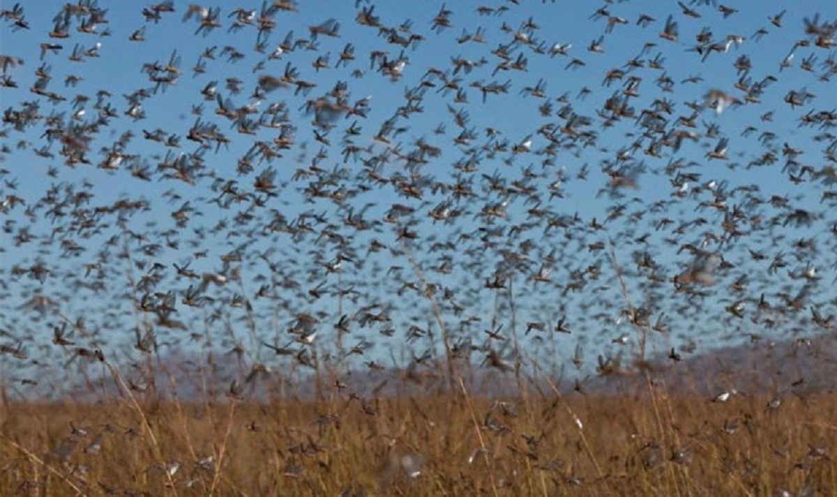 Фото: ФАО/Я.Чиба