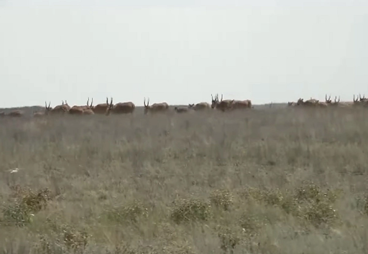 Кадр из видео