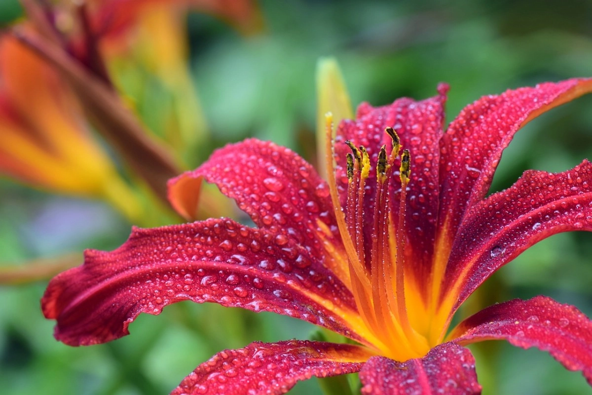 Фото: pixabay.com