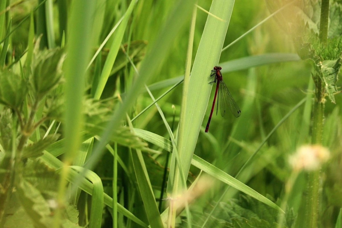 Фото: pixabay.com