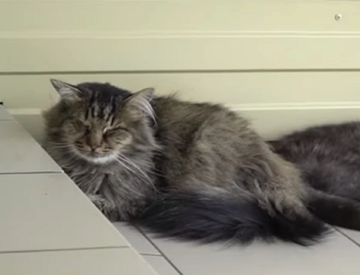 Кадр из видео