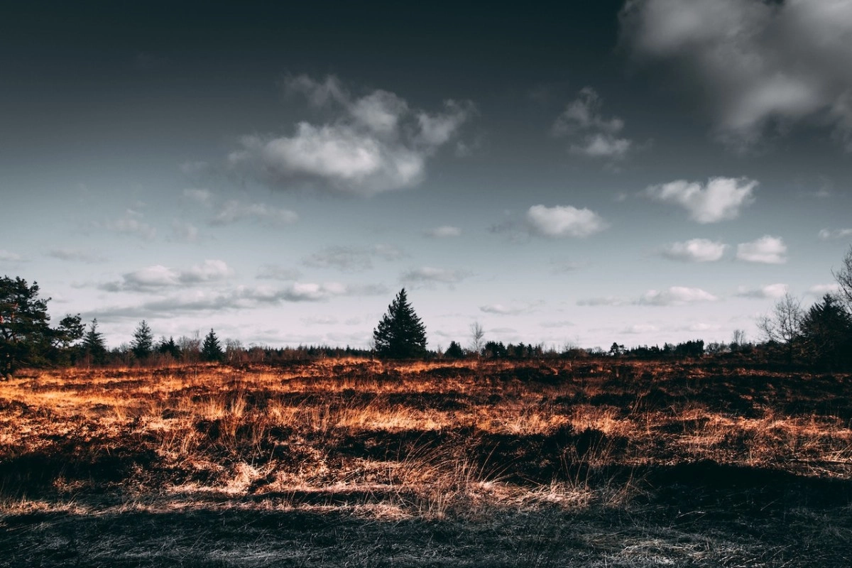 Фото: pexels