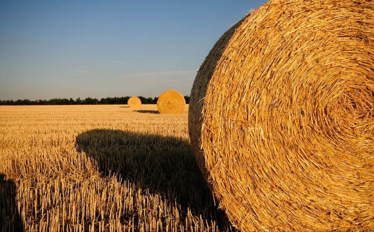 Фото: Pexels.com