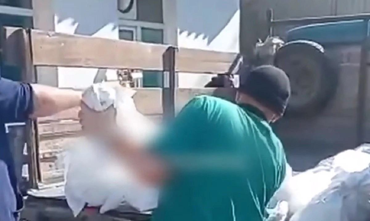 Кадр из видео