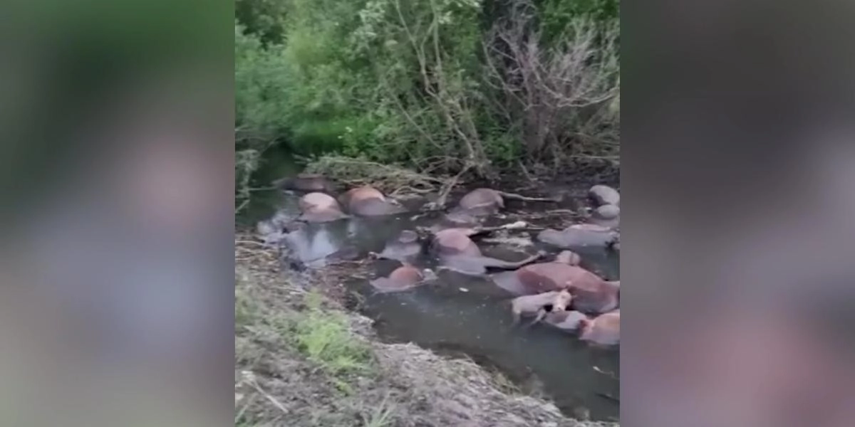 Кадр из видео