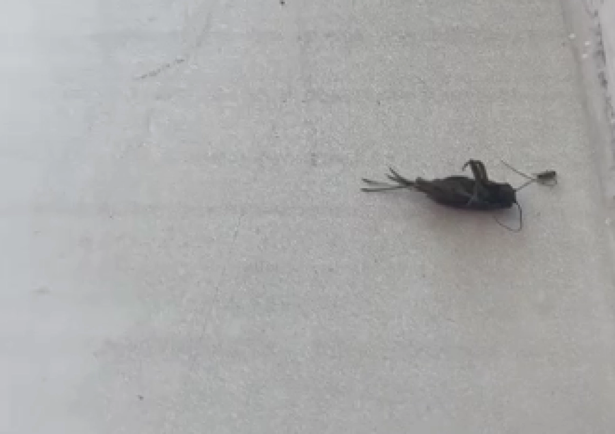 Кадр из видео