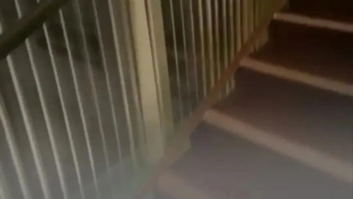 Фото: t.me/dina_tansari