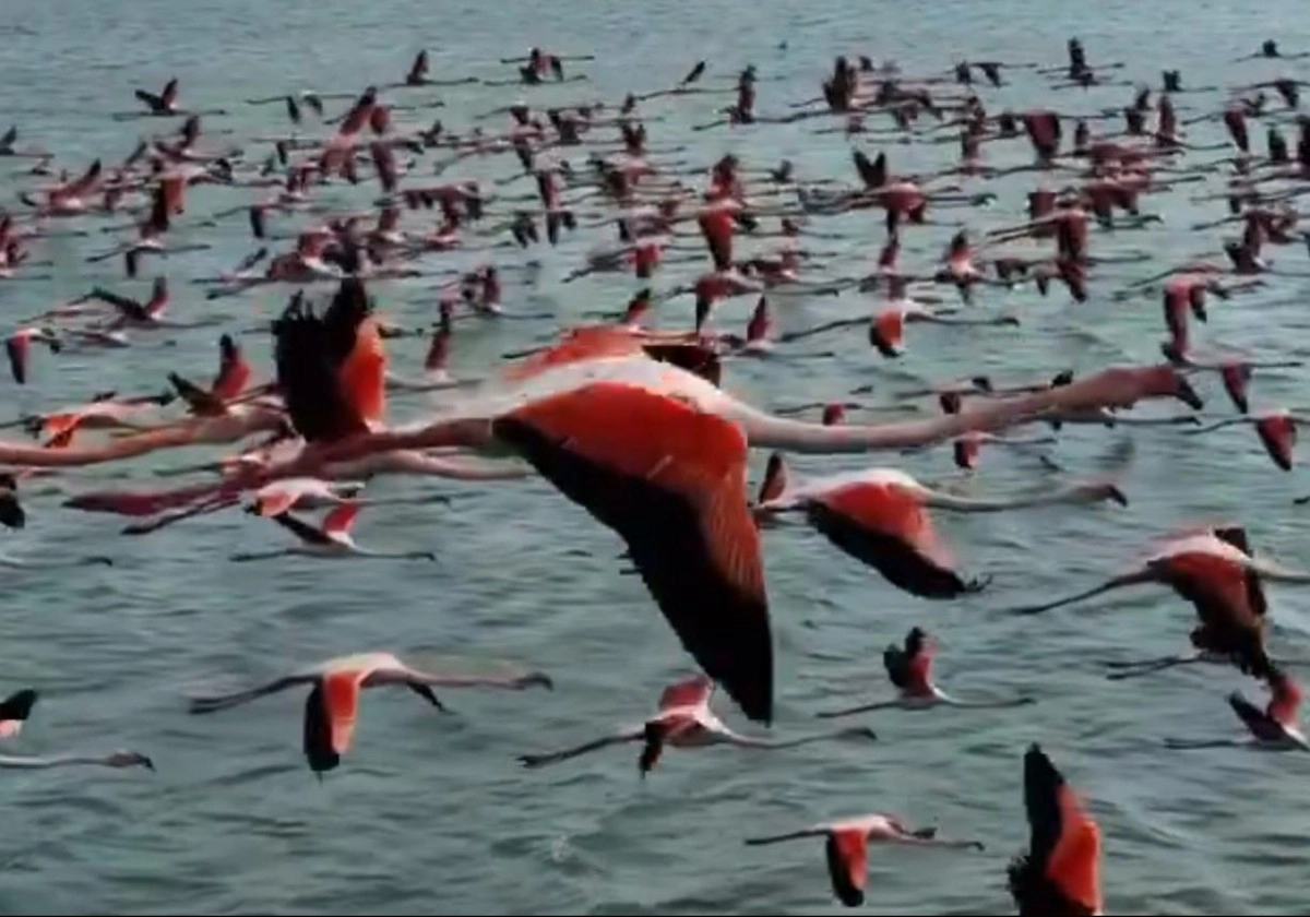 Кадр из видео