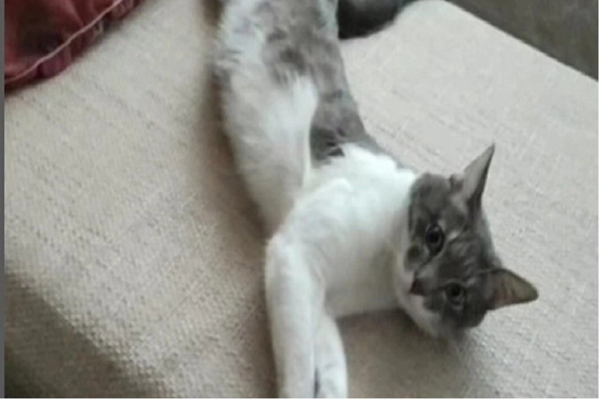 Фото: скриншот видео телеканала КТК