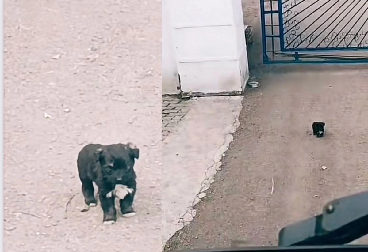 Фото: кадр из видео