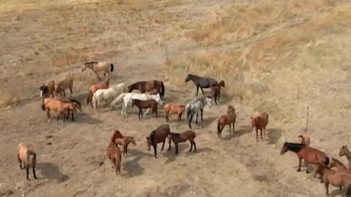 Кадр из видео