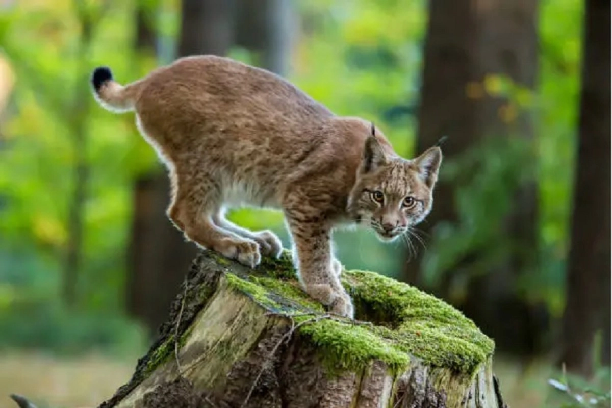 Фото: pixabay.com