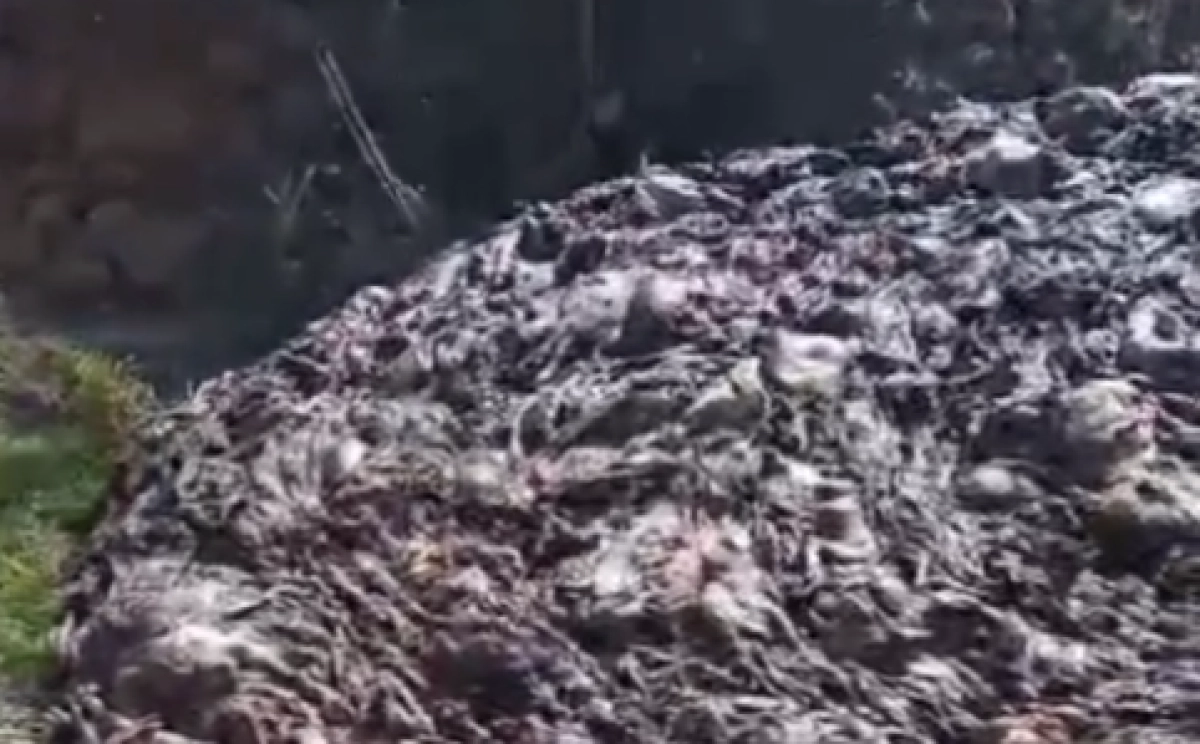 Фото: кадр из видео