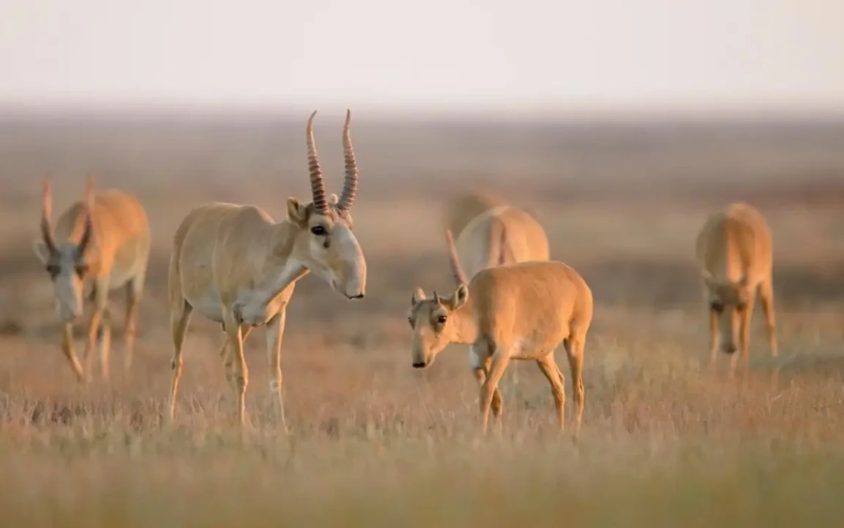 Фото: пресс-служба минэкологии и природных ресурсов РК