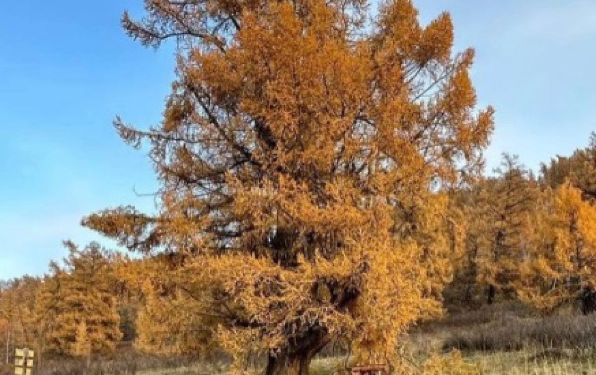 Фото: @dutbayeva.asem