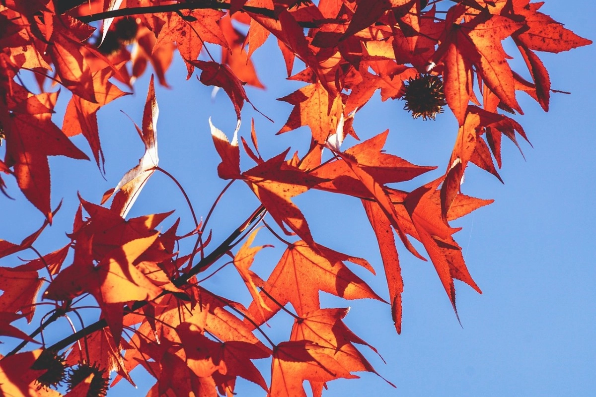 Фото: pixabay.com