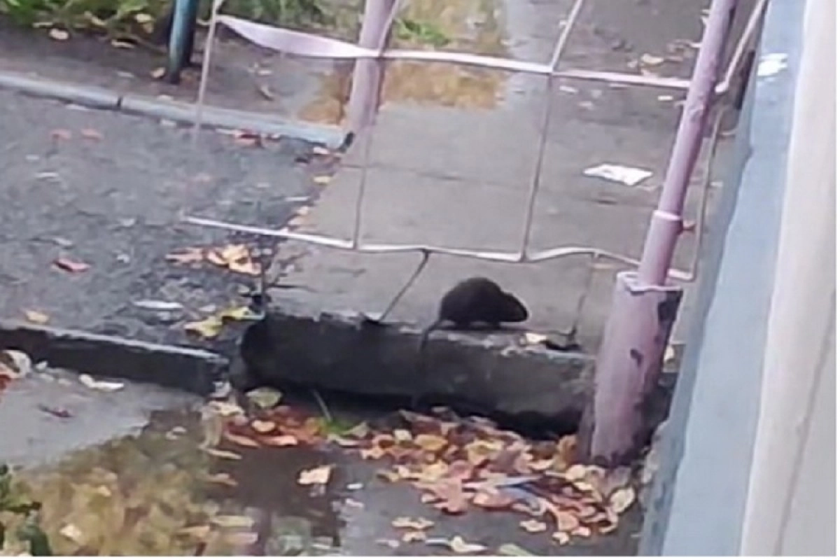 Фото: yk-news.kz