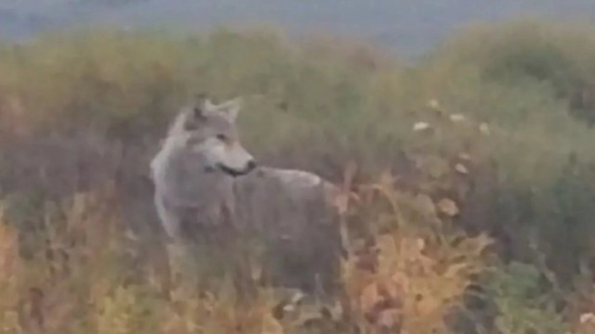 Фото: nstagram/fedorovkanews.kz