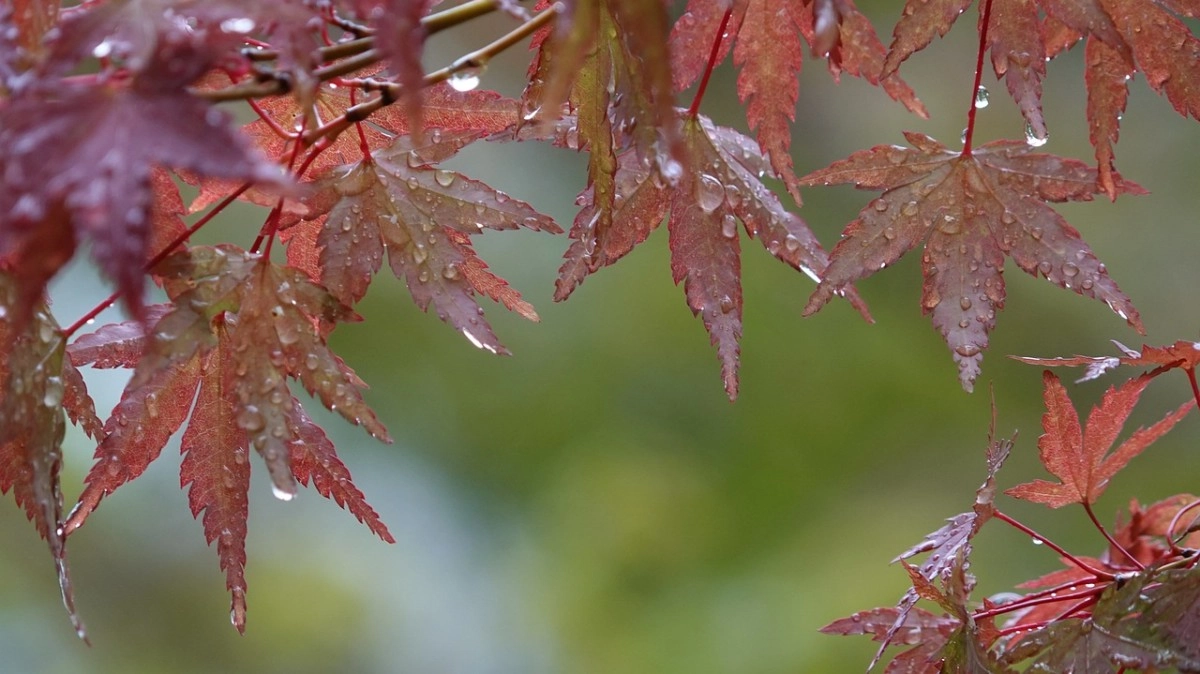 Фото: Pixabay.kz