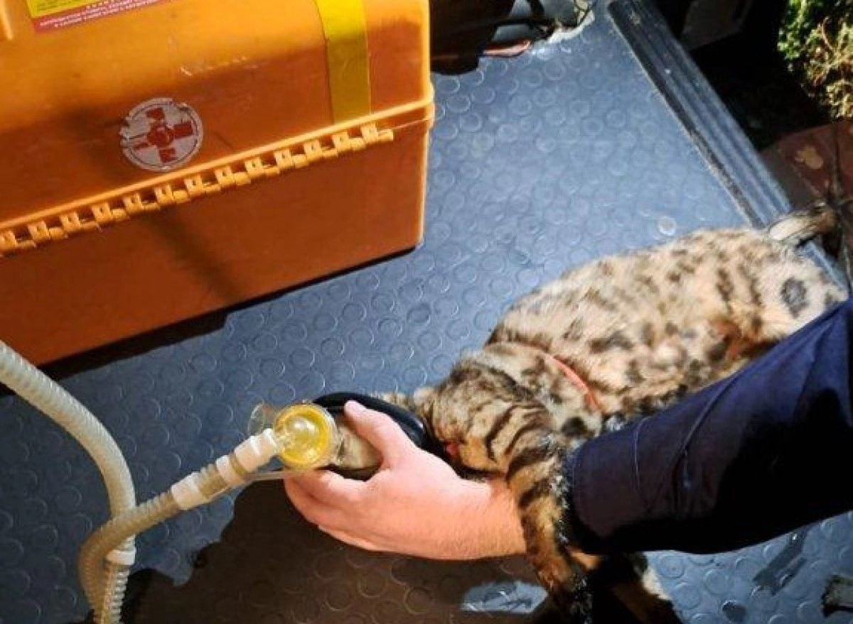 Фото: ДЧС ВКО