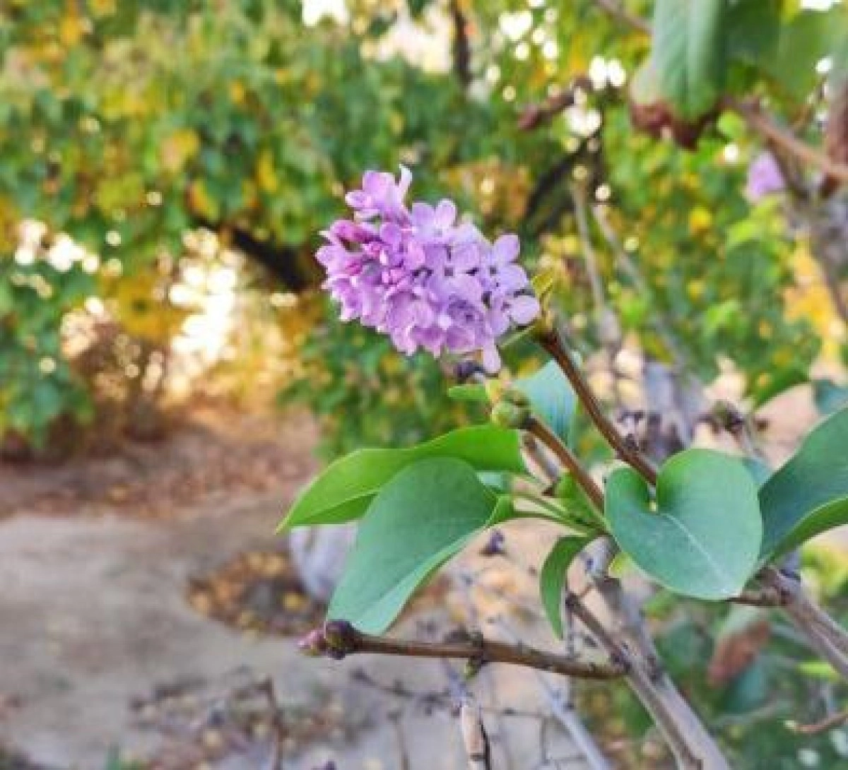 Фото местных жителей