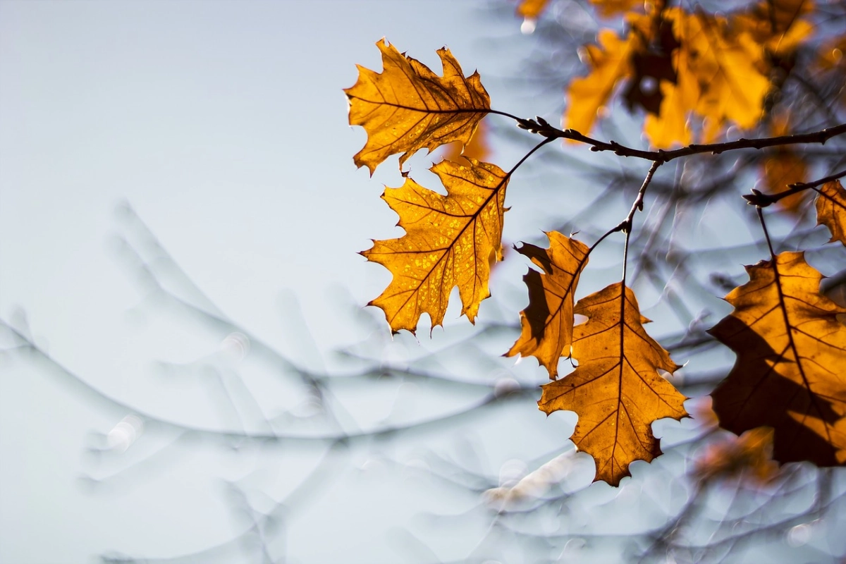 Фото: pixabay.com