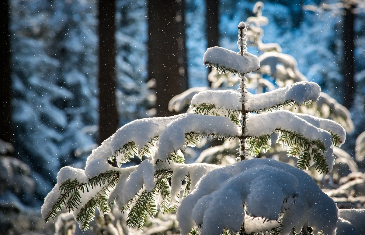 Фото: pixabay.com