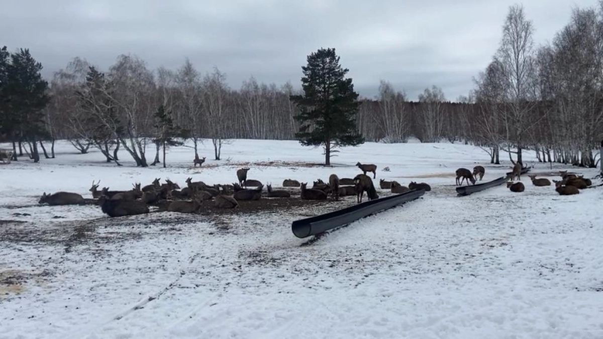 Фото ТОО «Бурабай Даму»