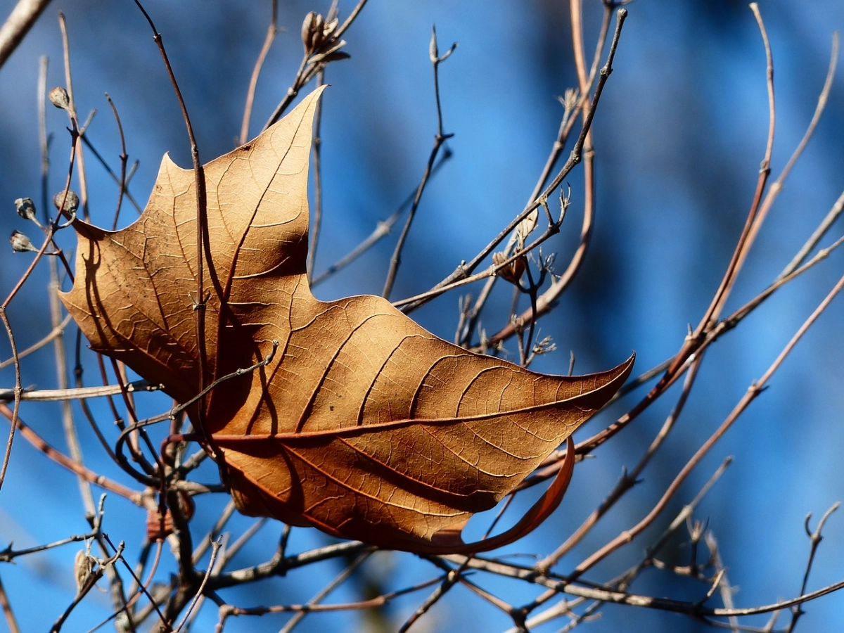 Фото: pixabay.com