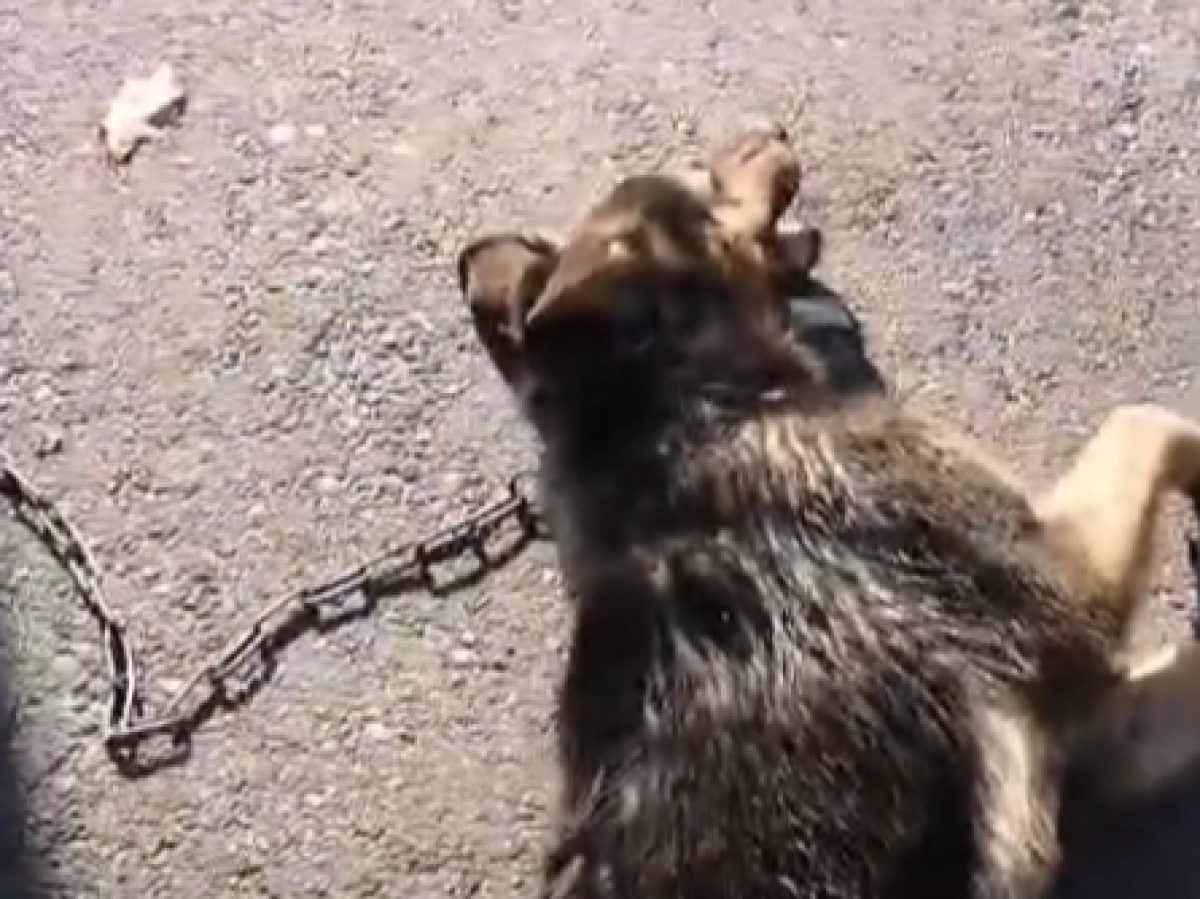 Фото: кадр из видео