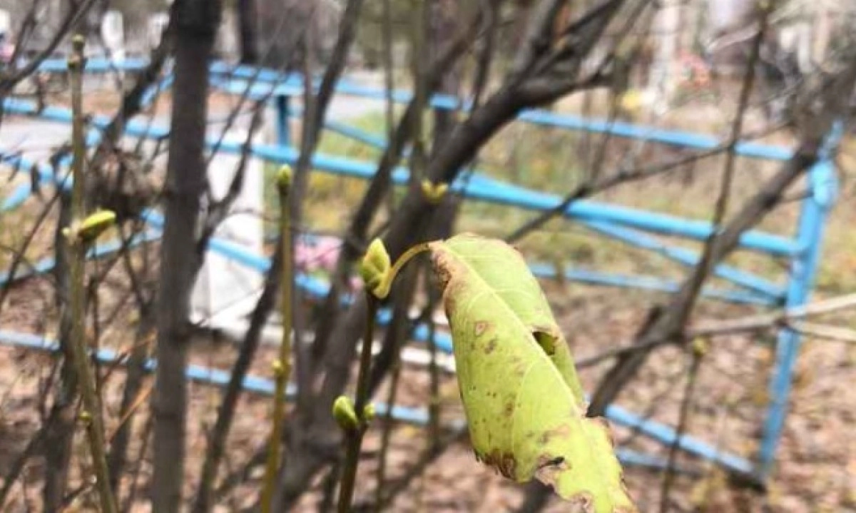 Фото: kstnews.kz/Марина КОСТРОВА