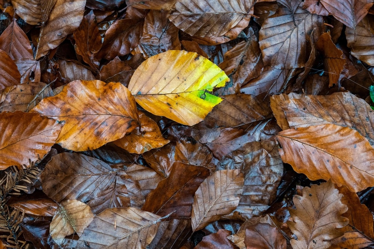 Фото: pixabay.com